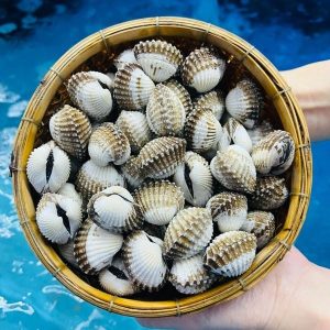 Sò Huyết Sống 70-80